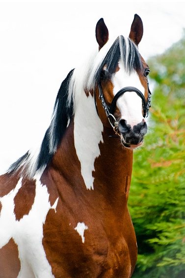 Home Bred Homozygous Coloured Bay Tobiano Dutch Warmblood Stallion