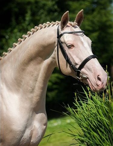 Kambarbay Perlino Stallion